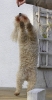 lq3v8788.jpg