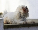 lq3v8817.jpg
