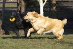 lq3v9004.jpg