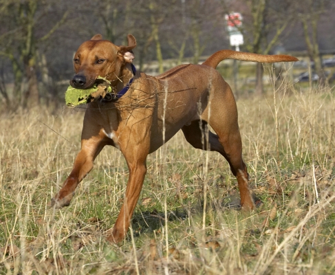 I'm just so busy
Palabras Clave: Animal Animals Ball Canine Canines Dog Dogs Land Mammal Land Mammals Play Playing Playtime Rhodesian Ridgeback Run Running Simba Terrestrial Mammal Terrestrial Mammals
