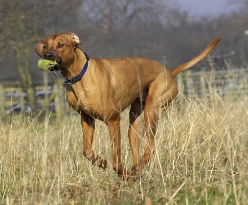 Born to run
Λέξεις-κλειδιά: Animal Animals Ball Canine Canines Dog Dogs Land Mammal Land Mammals Play Playing Playtime Rhodesian Ridgeback Run Running Simba Terrestrial Mammal Terrestrial Mammals
