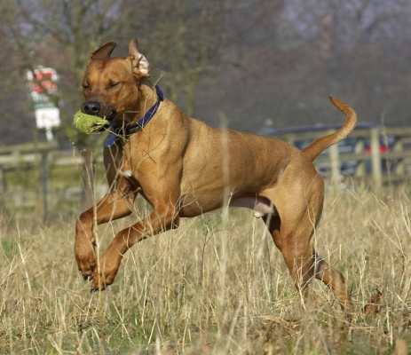 I could run all day
Ključne besede: Animal Animals Ball Canine Canines Dog Dogs Land Mammal Land Mammals Play Playing Playtime Rhodesian Ridgeback Run Running Simba Terrestrial Mammal Terrestrial Mammals