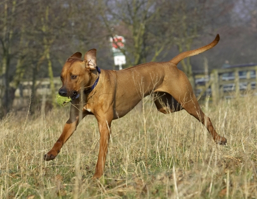 Whee, I'm flying
Palabras clave: Animal Animals Ball Canine Canines Dog Dogs Land Mammal Land Mammals Play Playing Playtime Rhodesian Ridgeback Run Running Simba Terrestrial Mammal Terrestrial Mammals