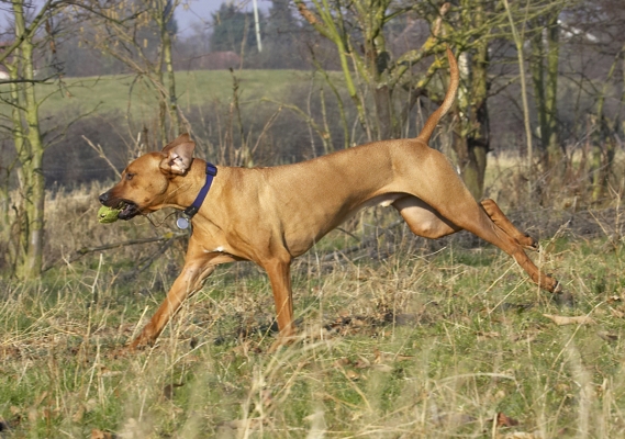Think I'll go this way
Ключові слова: Animal Animals Ball Canine Canines Dog Dogs Land Mammal Land Mammals Play Playing Playtime Rhodesian Ridgeback Run Running Simba Terrestrial Mammal Terrestrial Mammals