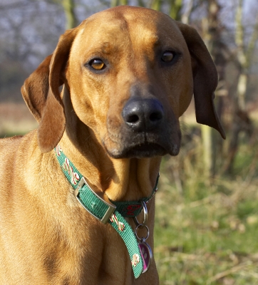 I'm too posh to run
Keywords: Animal Animals Canine Canines Dog Dogs Kila Land Mammal Land Mammals Play Playing Playtime Rhodesian Ridgeback Terrestrial Mammal Terrestrial Mammals
