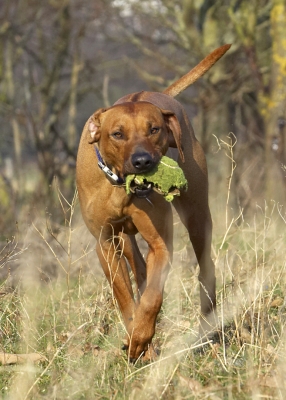 Here I come again
Keywords: Animal Animals Canine Canines Dog Dogs Land Mammal Land Mammals Play Playing Playtime Rhodesian Ridgeback Simba Terrestrial Mammal Terrestrial Mammals