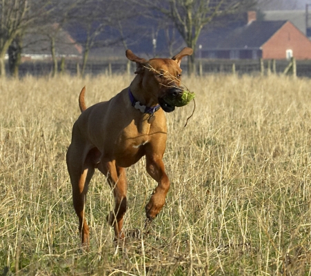 I'll carry anything
Ključne besede: Animal Animals Canine Canines Dog Dogs Land Mammal Land Mammals Play Playing Playtime Rhodesian Ridgeback Simba Terrestrial Mammal Terrestrial Mammals
