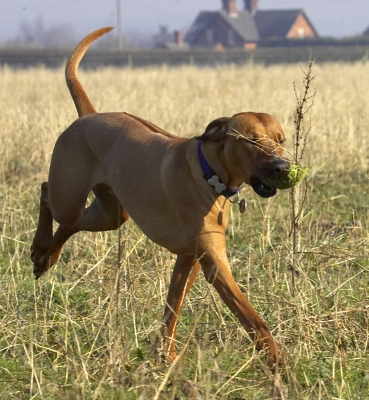 Jus' gotta keep going
Ključne besede: Animal Animals Canine Canines Dog Dogs Land Mammal Land Mammals Play Playing Playtime Rhodesian Ridgeback Simba Terrestrial Mammal Terrestrial Mammals