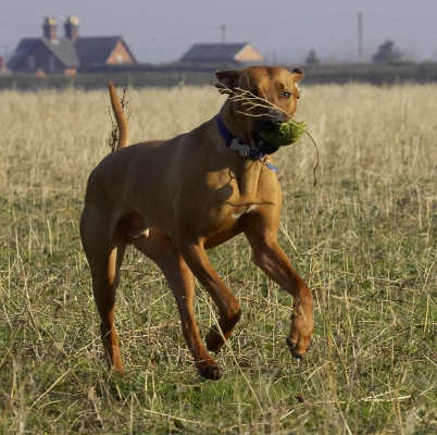 Wot's this tree I'm carrying??
Schlüsselwörter: Animal Animals Canine Canines Dog Dogs Land Mammal Land Mammals Play Playing Playtime Rhodesian Ridgeback Simba Terrestrial Mammal Terrestrial Mammals