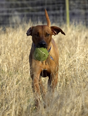 This is hard work you know
Keywords: Animal Animals Canine Canines Dog Dogs Land Mammal Land Mammals Play Playing Playtime Rhodesian Ridgeback Simba Terrestrial Mammal Terrestrial Mammals