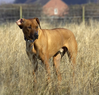 Now, where's that ball gone?
Mots-clés: Animal Animals Canine Canines Dog Dogs Land Mammal Land Mammals Play Playing Playtime Rhodesian Ridgeback Simba Terrestrial Mammal Terrestrial Mammals