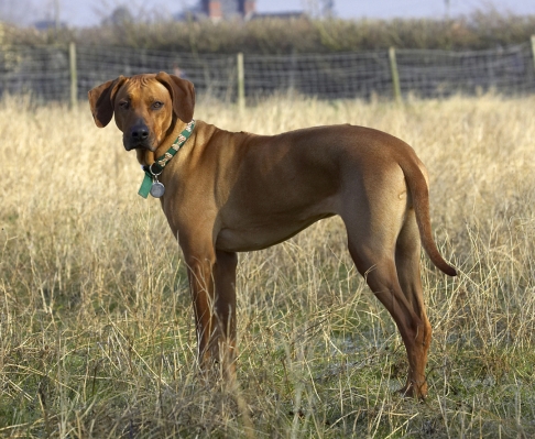 I'll run when I feel like it
Anahtar kelimeler: Animal Animals Canine Canines Dog Dogs Kila Land Mammal Land Mammals Play Playing Playtime Rhodesian Ridgeback Terrestrial Mammal Terrestrial Mammals