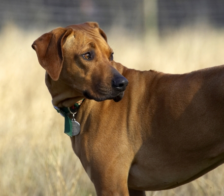 Where's that Simba now?
Ključne besede: Animal Animals Canine Canines Dog Dogs Kila Land Mammal Land Mammals Play Playing Playtime Rhodesian Ridgeback Terrestrial Mammal Terrestrial Mammals