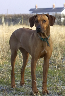 ........ whatever you say
Ключові слова: Animal Animals Canine Canines Dog Dogs Kila Land Mammal Land Mammals Play Playing Playtime Rhodesian Ridgeback Terrestrial Mammal Terrestrial Mammals
