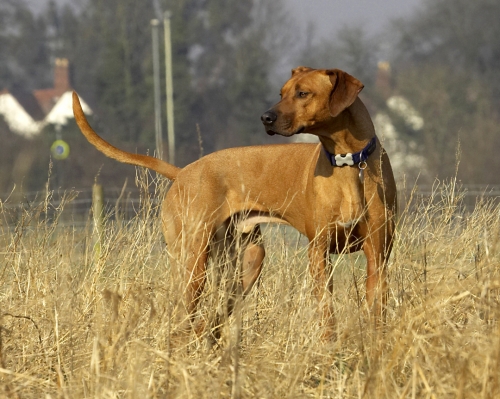 Jus' surveying my territory
Mots-clés: Animal Animals Canine Canines Dog Dogs Land Mammal Land Mammals Play Playing Playtime Rhodesian Ridgeback Simba Terrestrial Mammal Terrestrial Mammals