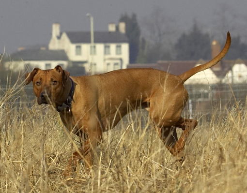 Can you see me?
Keywords: Animal Animals Canine Canines Dog Dogs Land Mammal Land Mammals Play Playing Playtime Rhodesian Ridgeback Simba Terrestrial Mammal Terrestrial Mammals