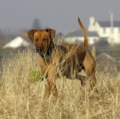 Hey, that's for me
Słowa kluczowe: Animal Animals Ball Canine Canines Dog Dogs Land Mammal Land Mammals Play Playing Playtime Rhodesian Ridgeback Simba Terrestrial Mammal Terrestrial Mammals