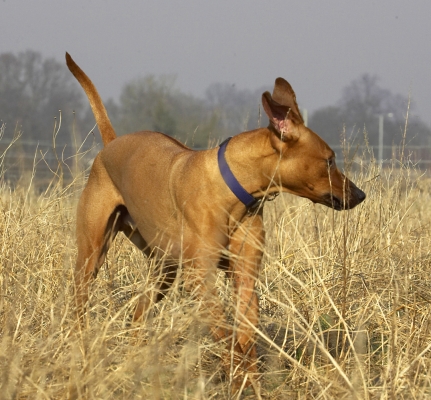 I'm on the hunt
Palabras clave: Animal Animals Canine Canines Dog Dogs Land Mammal Land Mammals Play Playing Playtime Rhodesian Ridgeback Simba Terrestrial Mammal Terrestrial Mammals