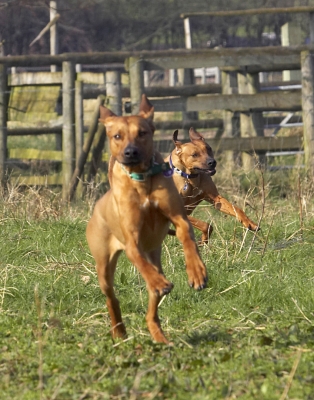 Hot pursuit
Anahtar kelimeler: Animal Animals Best Canine Canines Dog Dogs Friends Kila Land Mammal Land Mammals Play Playing Playtime Rhodesian Ridgeback Simba Terrestrial Mammal Terrestrial Mammals