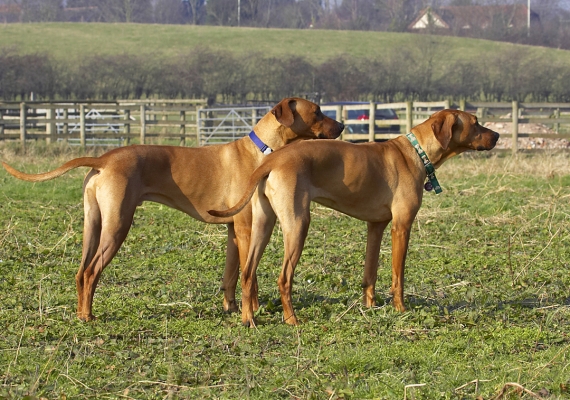 Wot's going over there??
Keywords: Animal Animals Best Canine Canines Dog Dogs Friends Kila Land Mammal Land Mammals Play Playing Playtime Rhodesian Ridgeback Simba Terrestrial Mammal Terrestrial Mammals