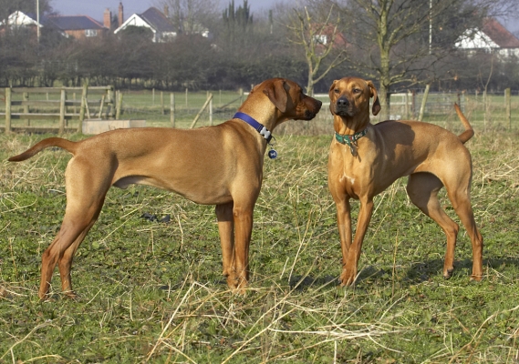 Don't look at me like that!!
Keywords: Animal Animals Best Canine Canines Dog Dogs Friends Kila Land Mammal Land Mammals Play Playing Playtime Rhodesian Ridgeback Simba Terrestrial Mammal Terrestrial Mammals