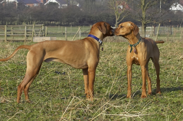 Oooh, let's kiss and make up
Palabras clave: Animal Animals Best Canine Canines Dog Dogs Friends Kila Kiss Land Mammal Land Mammals Play Playing Playtime Rhodesian Ridgeback Simba Terrestrial Mammal Terrestrial Mammals