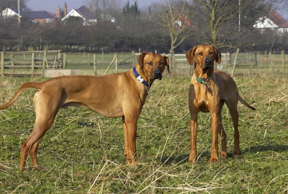 Oooh, look they're watching us
Anahtar kelimeler: Animal Animals Best Canine Canines Dog Dogs Friends Kila Land Mammal Land Mammals Play Playing Playtime Rhodesian Ridgeback Simba Terrestrial Mammal Terrestrial Mammals