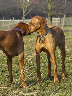 Wanna know a secret........
Palabras clave: Animal Animals Best Canine Canines Dog Dogs Friends Kila Land Mammal Land Mammals Play Playing Playtime Rhodesian Ridgeback Simba Terrestrial Mammal Terrestrial Mammals