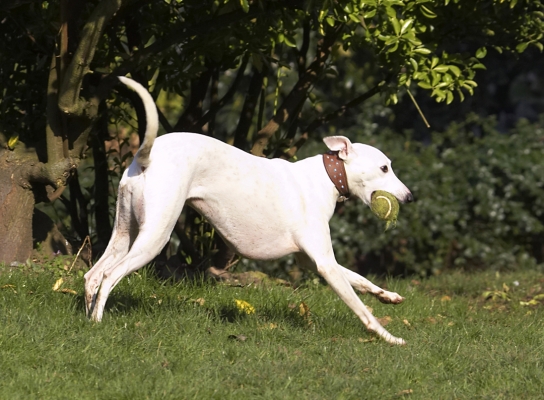 Where shall I take this?
Ключові слова: Animal Animals Ball Canine Canines Dog Dogs Land Mammal Land Mammals Mabel Play Playing Playtime Run Running Terrestrial Mammal Terrestrial Mammals Whippet Whippets