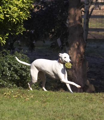 I am soooooooo busy
Palabras clave: Animal Animals Ball Canine Canines Dog Dogs Land Mammal Land Mammals Mabel Play Playing Playtime Run Running Terrestrial Mammal Terrestrial Mammals Whippet Whippets
