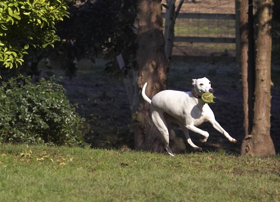 Here I go again
Schlüsselwörter: Animal Animals Ball Canine Canines Dog Dogs Land Mammal Land Mammals Mabel Play Playing Playtime Run Running Terrestrial Mammal Terrestrial Mammals Whippet Whippets