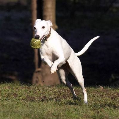 Wot a catch
Keywords: Animal Animals Ball Canine Canines Dog Dogs Jump Jumping Land Mammal Land Mammals Leap Leaping Mabel Play Playing Playtime Terrestrial Mammal Terrestrial Mammals Whippet Whippets