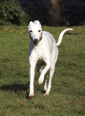 Born to run
Palabras clave: Animal Animals Canine Canines Dog Dogs Land Mammal Land Mammals Mabel Play Playing Playtime Run Running Terrestrial Mammal Terrestrial Mammals Whippet Whippets