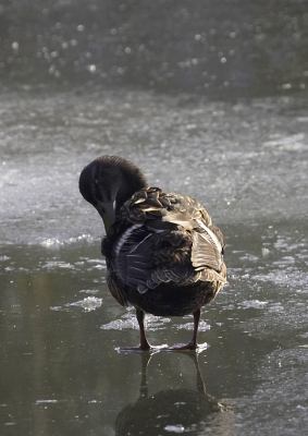 A bit of spring cleaning
But on the pond ice?  What kind of spring is this in sunny Worcestershire?
Λέξεις-κλειδιά: Animal Animals Avian Bird Birds Duck Ducks Fowl Fowls Ice Mallard Mallards Pond Water Fowl Water Fowls Waterfowl Waterfowls Winter