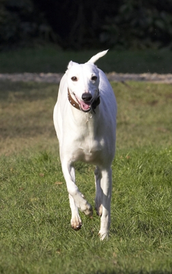 Here I come ..........
Ключові слова: Animal Animals Canine Canines Dog Dogs Land Mammal Land Mammals Mabel Play Playing Playtime Run Running Terrestrial Mammal Terrestrial Mammals Whippet Whippets