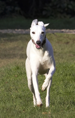 ......... really fast
Ключови думи: Animal Animals Canine Canines Dog Dogs Land Mammal Land Mammals Mabel Play Playing Playtime Run Running Terrestrial Mammal Terrestrial Mammals Whippet Whippets