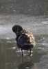 lq3v9394.jpg