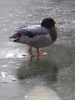 lq3v9397.jpg