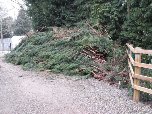 The Top of our Leylandii Hedge -- Ready for the Bonfire
Paul Doyle and team trimmed the top off one of our leylandii hedges, bringing much more light into our front garden.  Coincidentally, we've been asked to build a large bonfire for a photo shoot.  Here's the "cuttings" waiting to be moved from our track to the site of the bonfire.
Schlüsselwörter: Bonfire Cut Green Hedge Leylandii Paul Doyle Track Whitecroft Wood