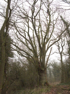 Pollarding the Oak
At the entrance to Lord's Wood.  Paul Doyle is up in the tippy top of the tree.
Ključne besede: Entrance Lords Wood Lord's Wood Oak Paul Doyle Pollard Woodland