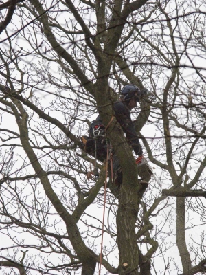 Paul Doyle Pollarding the Oak
At the entrance to Lord's Wood
Palabras clave: Cut Entrance Height Helmet Lords Wood Lord's Wood Oak Paul Doyle Pollard Rope Tree surgeon Woodland