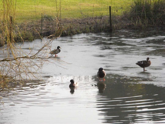 Frozen Pond at Whitecroft
The ducks didn't seem to mind the cold water.
Schlüsselwörter: Cold Ducks Frozen Ice Lake Pond Swimming Whitecroft