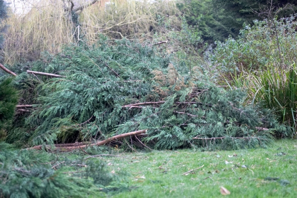 Need a cold snap to burn these
Schlüsselwörter: Forestry Garden Paul Surgeon Tree