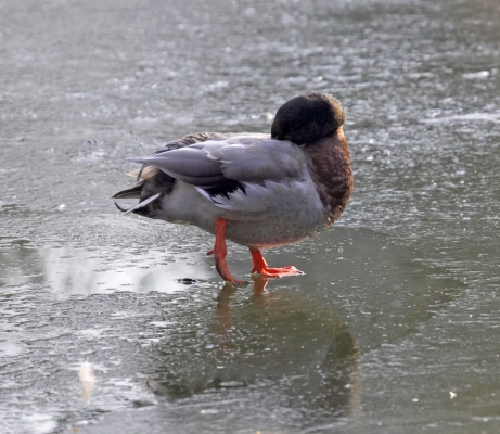 Boy, that was a cold night
Schlüsselwörter: Animal Animals Avian Bird Birds Duck Ducks Fowl Fowls Ice Mallard Mallards Pond Water Fowl Water Fowls Waterfowl Waterfowls Winter