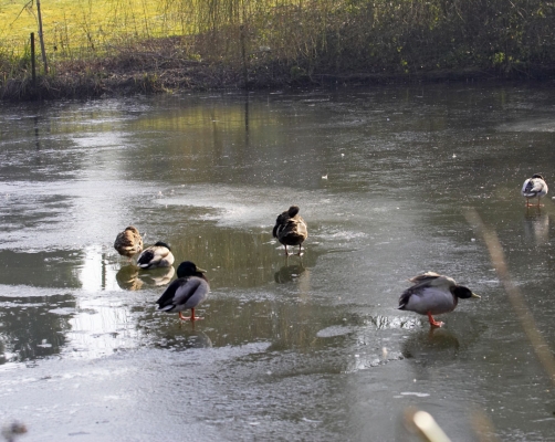 Look, we can walk on water
Keywords: Animal Animals Avian Bird Birds Duck Ducks Fowl Fowls Ice Mallard Mallards Pond Water Fowl Water Fowls Waterfowl Waterfowls Winter