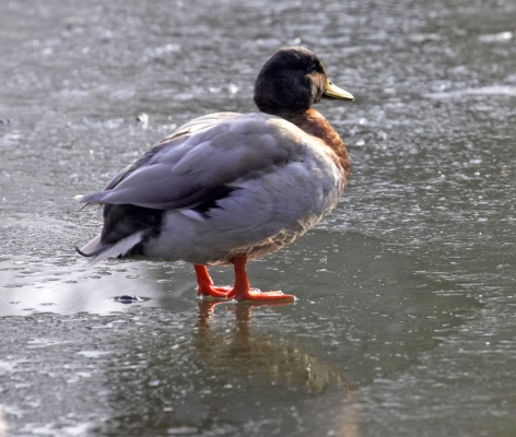 Where'd the water go?
Palabras clave: Animal Animals Avian Bird Birds Duck Ducks Fowl Fowls Ice Mallard Mallards Pond Water Fowl Water Fowls Waterfowl Waterfowls Winter