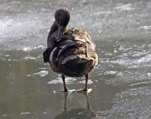 Got my land legs, time for some preening
Schlüsselwörter: Animal Animals Avian Bird Birds Duck Ducks Fowl Fowls Ice Mallard Mallards Pond Water Fowl Water Fowls Waterfowl Waterfowls Winter