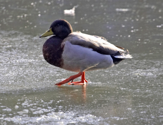 Hope this stays firm
Keywords: Animal Animals Avian Bird Birds Duck Ducks Fowl Fowls Ice Mallard Mallards Pond Water Fowl Water Fowls Waterfowl Waterfowls Winter