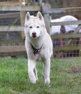 Here I come
Ключові слова: Animal Animals Canine Canines Casanova Dog Dogs Excalibur Huskies Husky Land Mammal Land Mammals Play Playing Playtime Terrestrial Mammal Terrestrial Mammals