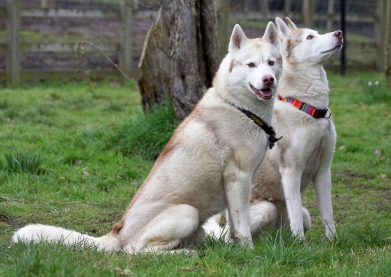 Hey, look, we're being good boys
Palabras clave: Animal Animals Best Canine Canines Casanova Dog Dogs Excalibur Friends Huskies Husky Land Mammal Land Mammals Play Playing Playtime Terrestrial Mammal Terrestrial Mammals